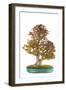 Bonsai-Fabio Petroni-Framed Photographic Print