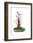 Bonsai-Fabio Petroni-Framed Photographic Print