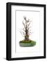 Bonsai-Fabio Petroni-Framed Photographic Print