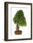 Bonsai-Fabio Petroni-Framed Photographic Print