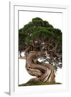 Bonsai-Fabio Petroni-Framed Photographic Print