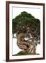 Bonsai-Fabio Petroni-Framed Photographic Print