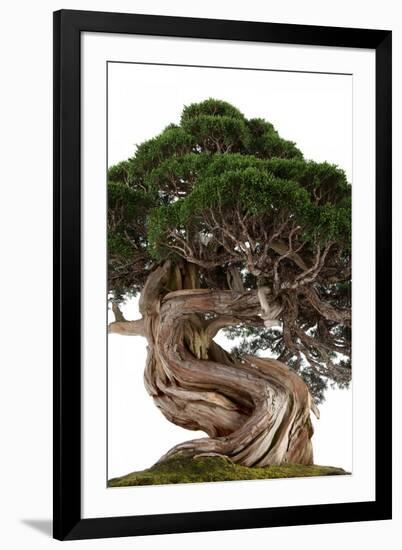 Bonsai-Fabio Petroni-Framed Photographic Print