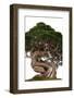 Bonsai-Fabio Petroni-Framed Photographic Print