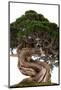 Bonsai-Fabio Petroni-Mounted Photographic Print