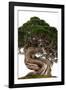 Bonsai-Fabio Petroni-Framed Photographic Print