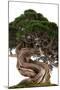 Bonsai-Fabio Petroni-Mounted Photographic Print