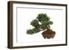 Bonsai-Fabio Petroni-Framed Photographic Print