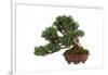 Bonsai-Fabio Petroni-Framed Photographic Print