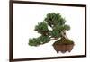 Bonsai-Fabio Petroni-Framed Photographic Print