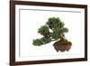 Bonsai-Fabio Petroni-Framed Photographic Print