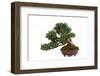 Bonsai-Fabio Petroni-Framed Photographic Print