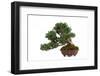 Bonsai-Fabio Petroni-Framed Photographic Print