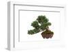 Bonsai-Fabio Petroni-Framed Photographic Print