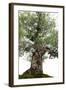 Bonsai-Fabio Petroni-Framed Photographic Print