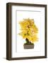 Bonsai-Fabio Petroni-Framed Photographic Print