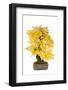 Bonsai-Fabio Petroni-Framed Photographic Print