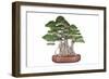 Bonsai-Fabio Petroni-Framed Photographic Print