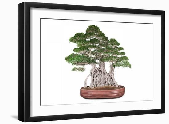 Bonsai-Fabio Petroni-Framed Photographic Print