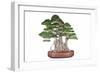 Bonsai-Fabio Petroni-Framed Photographic Print