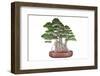 Bonsai-Fabio Petroni-Framed Photographic Print