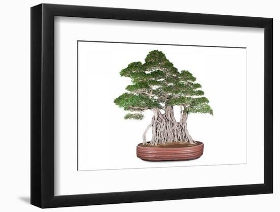 Bonsai-Fabio Petroni-Framed Photographic Print