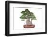 Bonsai-Fabio Petroni-Framed Photographic Print