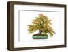 Bonsai-Fabio Petroni-Framed Photographic Print