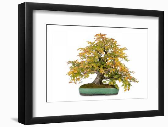 Bonsai-Fabio Petroni-Framed Photographic Print