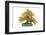 Bonsai-Fabio Petroni-Framed Photographic Print