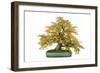 Bonsai-Fabio Petroni-Framed Photographic Print