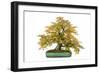 Bonsai-Fabio Petroni-Framed Photographic Print