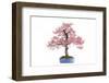 Bonsai-Fabio Petroni-Framed Photographic Print