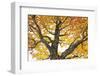 Bonsai-Fabio Petroni-Framed Photographic Print