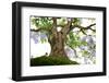 Bonsai-Fabio Petroni-Framed Photographic Print