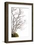 Bonsai-Fabio Petroni-Framed Photographic Print