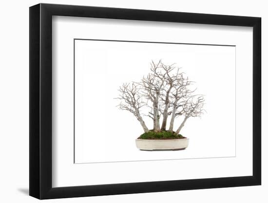 Bonsai-Fabio Petroni-Framed Photographic Print