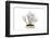 Bonsai-Fabio Petroni-Framed Photographic Print