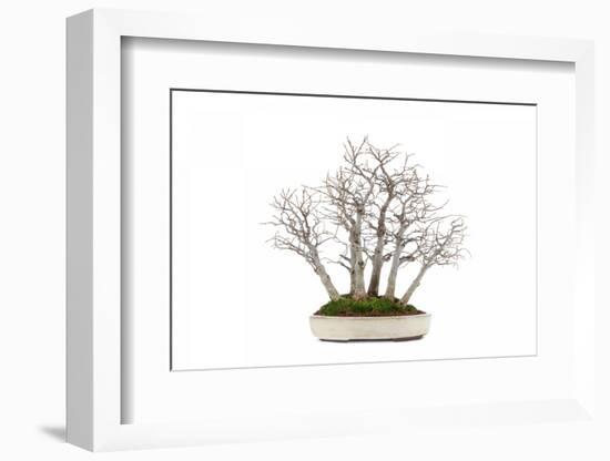 Bonsai-Fabio Petroni-Framed Photographic Print