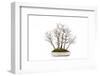 Bonsai-Fabio Petroni-Framed Photographic Print