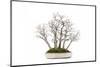 Bonsai-Fabio Petroni-Mounted Photographic Print