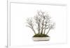 Bonsai-Fabio Petroni-Framed Photographic Print