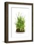 Bonsai-Fabio Petroni-Framed Photographic Print