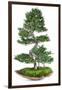 Bonsai-Fabio Petroni-Framed Photographic Print