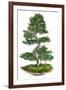 Bonsai-Fabio Petroni-Framed Photographic Print