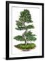 Bonsai-Fabio Petroni-Framed Photographic Print