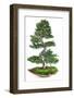 Bonsai-Fabio Petroni-Framed Photographic Print