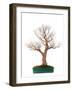 Bonsai-Fabio Petroni-Framed Photographic Print