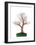 Bonsai-Fabio Petroni-Framed Photographic Print