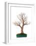 Bonsai-Fabio Petroni-Framed Photographic Print